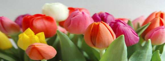 Tulipán