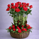 SINFONÍA DE ROSAS